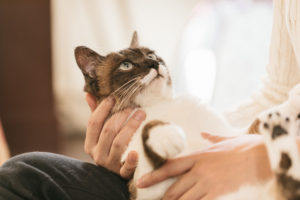 優しく抱かれる猫